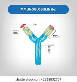 Struktur eines normalen Immunglobulin-Moleküls (Ig) Vektorgrafik und Illustration