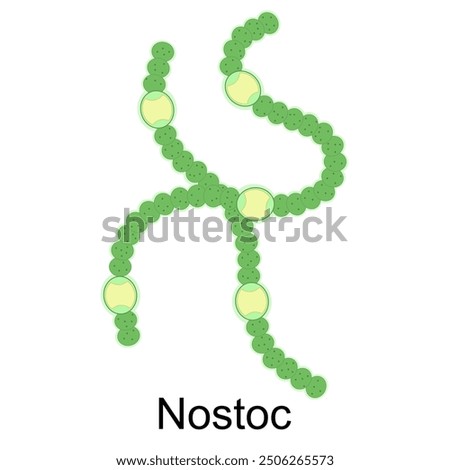 Structure of Nostoc sp. illustration 
