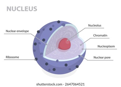 Estrutura do núcleo. 3d plana isométrica vetor ilustração partes da célula: envelope nuclear, poro, nucleoplasma, cromatina e nucleolus. Cartaz infográfico educativo.