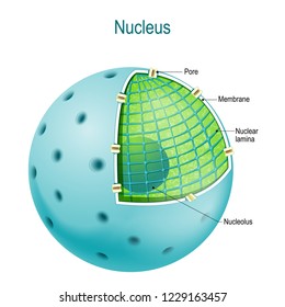 Structure of Nucleus. parts of the cell nucleus: Nuclear lamina, and membrane, pore, nucleoplasm, and nucleolus