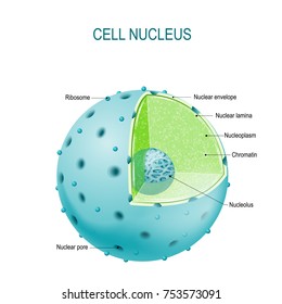 Structure of Nucleus. parts of the cell: nuclear envelope, nucleoplasm, nuclear matrix, chromatin and nucleolus