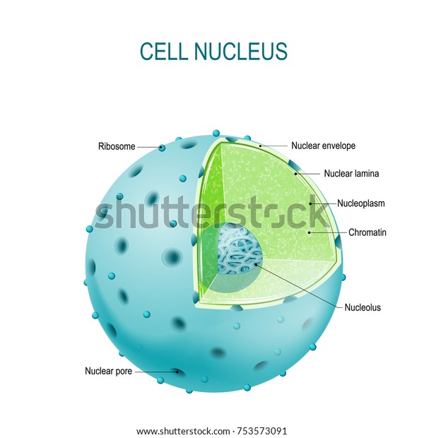 Structure of
Nucleus. parts of the cell: nuclear envelope, nucleoplasm, nuclear
matrix, chromatin and
nucleolus