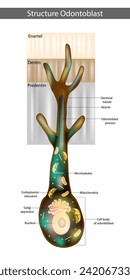 Structure Odontoblast. Illustration of polarized odontoblasts. Odontoblast process
