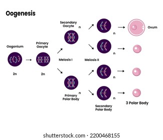 Structure Oogenesis Diagram Process Cell Division Stock Vector (Royalty ...