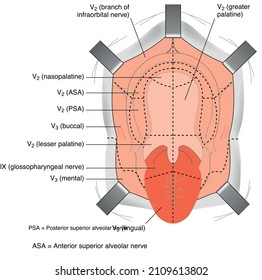 La estructura de la cavidad oral. Modelo de anatomía bucal humana con títulos. Diseño infográfico para banner educativo. La anatomía bucal abierta y la odontología. Ilustración de ayuda visual vectorial aislada de estilo plano