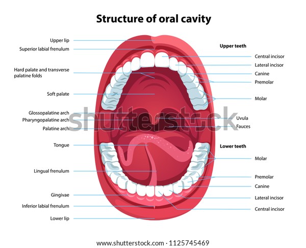 Structure of oral cavity. Human mouth\
anatomy model with captions. Infographic design for educational\
poster. Open mouth anatomy and dentistry. Flat style isolated\
vector visual aid\
illustration