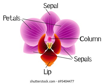 The structure of the orchid flower.