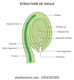 Structure of ovule.The ovule in a plant consists of integuments surrounding the embryo sac, which contains the egg cell.
