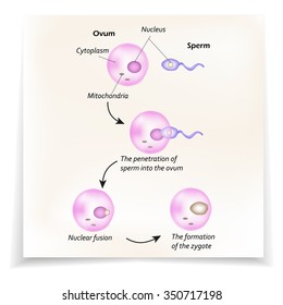 The structure of the ovum. The introduction of sperm into the ovum. Nuclear fusion. The formation of the zygote. Infographics. Vector illustration