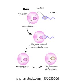 The structure of the ovum. The introduction of sperm into the ovum. Nuclear fusion. The formation of the zygote. Infographics. Vector illustration