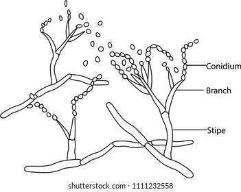 Eurotiomycetes Images, Stock Photos & Vectors | Shutterstock