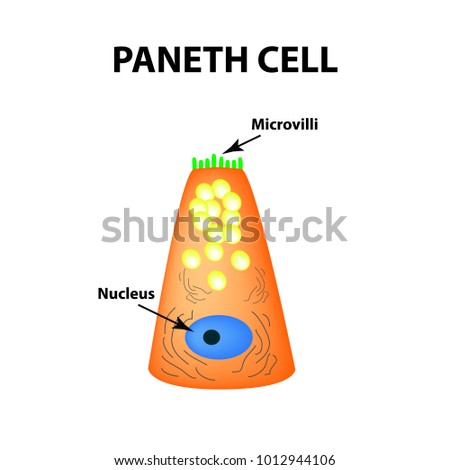 The structure of Paneth cells. Davidoff's cell. fographics. Vector illustration on isolated background.