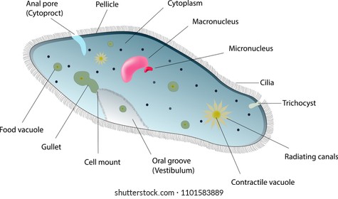 198 Paramecium structure Images, Stock Photos & Vectors | Shutterstock