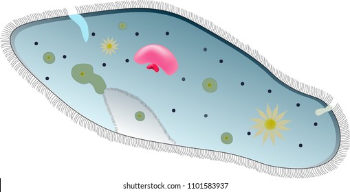 Structure of Paramecium