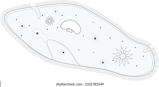 Structure of Paramecium