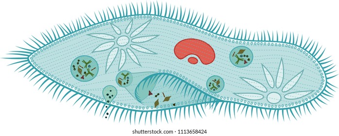 Structure Of Paramecium Caudatum