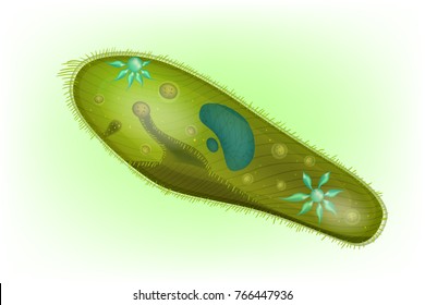 Structure Of Paramecium  Caudatum