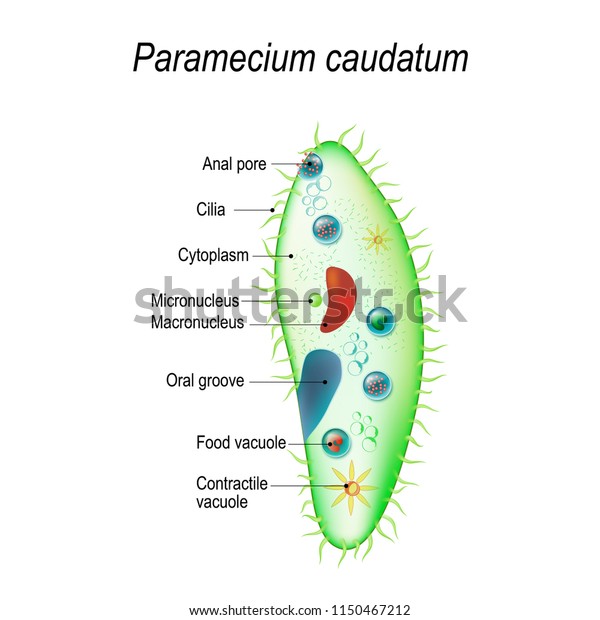 Structure Paramecium Caudatum Vector Illustration Educational Stock ...