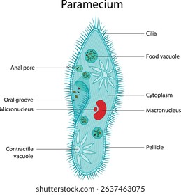 Structure of paramecium with labelled diagram