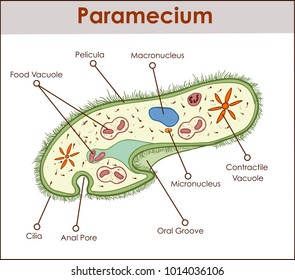 The structure of Paramecium saudatum