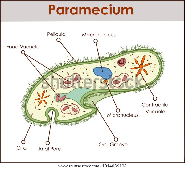 Structure Paramecium Saudatum Stokovye Izobrazheniya V Hd I Milliony Drugih Stokovyh Fotografij Illyustracij I Vektornyh Izobrazhenij Bez Licenzionnyh Platezhej V Kollekcii Shutterstock Ezhednevno Dobavlyayutsya Tysyachi Novyh