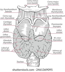 Structure and parts of thyroid with names. Vector image