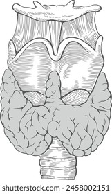 Structure and parts of thyroid. Vector image