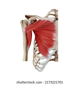 The structure of the pectoral muscles of the human trunk on a white background. Vector 3D illustration