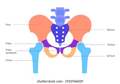 Structure of the pelvis. Anatomical poster of human skeleton. Pelvic bones concept. Sacrum, Ischium, pubis and ilium. Coccyx and pubic symphysis in male body. Medical vector illustration. X ray image.