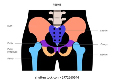 Structure of the pelvis. Anatomical poster of human skeleton. Pelvic bones concept. Sacrum, Ischium, pubis and ilium. Coccyx and pubic symphysis in male body. Medical vector illustration. X ray image.