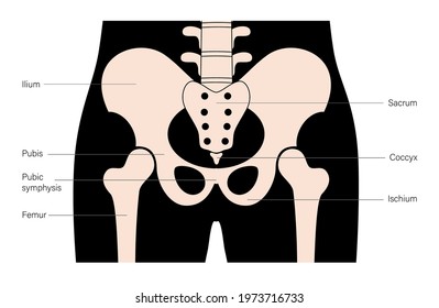 Structure of the pelvis. Anatomical poster of human skeleton. Pelvic bones concept. Sacrum, Ischium, pubis and ilium. Coccyx and pubic symphysis in male body. Medical vector illustration. X ray image.