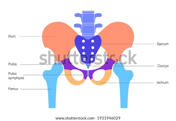 Pelvis Anatomy Color Structure Pelvic Skeleton Stock Vector Royalty 