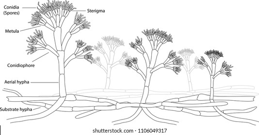 Structure Of Penicillium