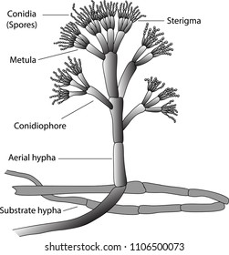 Structure of Penicillium