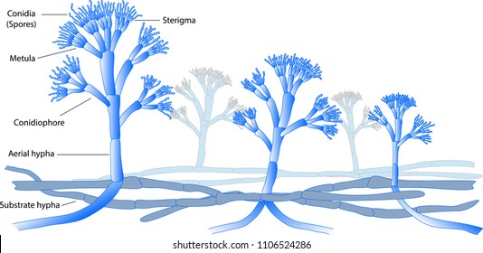 Structure Of Penicillium