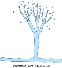 Penicillium Labeled