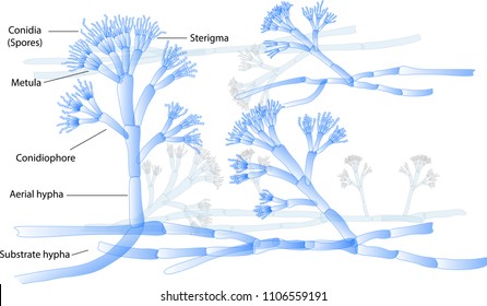 Structure of Penicillium with methylene blue