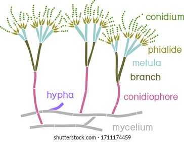 Structure Of Penicillium. Mycelium With Conidiophore And Conidium Isolated On White Background