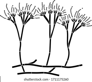 Structure Of Penicillium. Mycelium With Conidiophore And Conidium Isolated On White Background