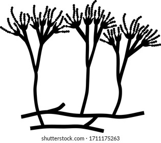 Structure Of Penicillium. Mycelium With Conidiophore And Conidium Isolated On White Background