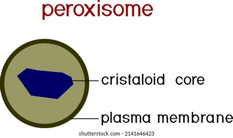 Structure Of Peroxisome. Educational Material For Biology Lesson