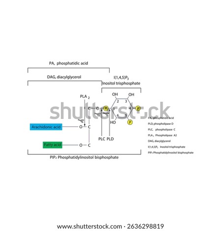 Structure of Phosphatidylinositol Bisphosphate (PIP₂) and Cleavage by Phospholipases PLA₂, PLC, and PLD Producing DAG, IP₃, PA, and Arachidonic Acid