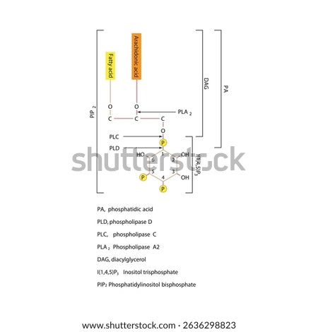 Structure of Phosphatidylinositol Bisphosphate (PIP₂) and Cleavage by Phospholipases PLA₂, PLC, and PLD Producing DAG, IP₃, PA, and Arachidonic Acid