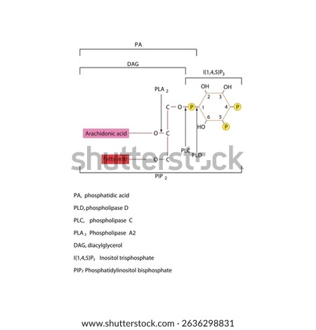 Structure of Phosphatidylinositol Bisphosphate (PIP₂) and Cleavage by Phospholipases PLA₂, PLC, and PLD Producing DAG, IP₃, PA, and Arachidonic Acid