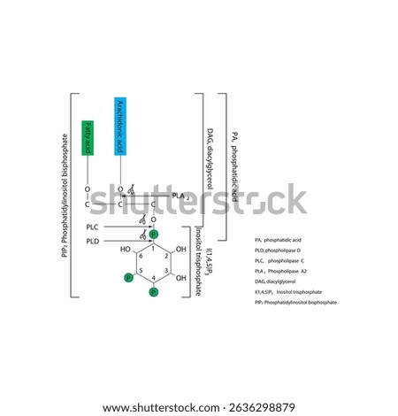 Structure of Phosphatidylinositol Bisphosphate (PIP₂) and Cleavage by Phospholipases PLA₂, PLC, and PLD Producing DAG, IP₃, PA, and Arachidonic Acid