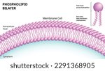 Structure of the Phospholipid Bilayer in the Cell Membrane - 3D look Medical Vector Illustration