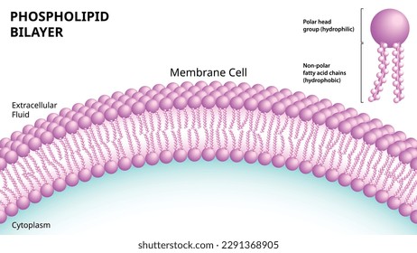 Structure of the Phospholipid Bilayer in the Cell Membrane - 3D look Medical Vector Illustration