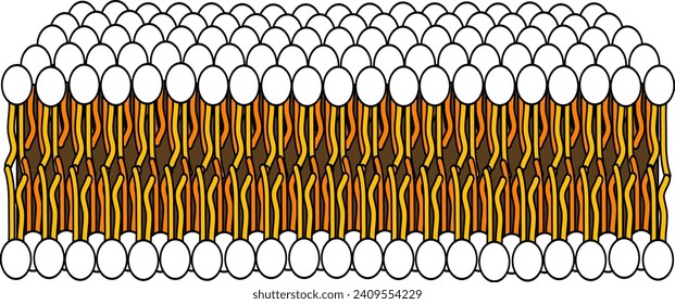 Structure of Phospholipid Molecule in  Bilayer .Vector illustration.