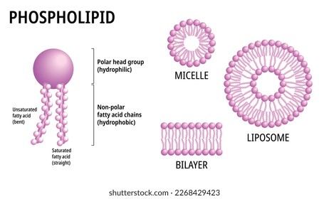 Structure of Phospholipid Molecule in Liposome, Micelle and Bilayer - Medical Vector Illustration