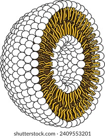 Structure of Phospholipid Molecule in Liposome.Vector illustration.